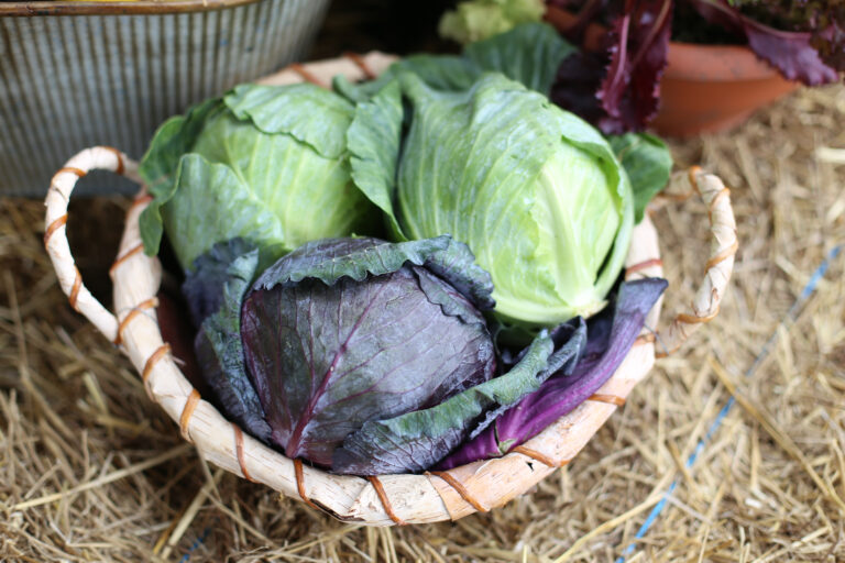 Cabbages,In,A,Basket